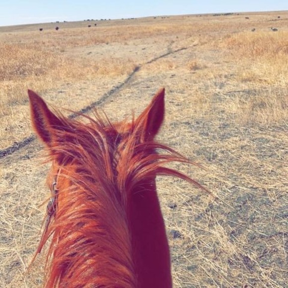 Profile Picture of Brooklynn Tidyman (@b_tidyman) on Poshmark