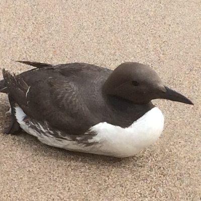 Profile Picture of Robert Welfare (@robert_welfare) on Twitter