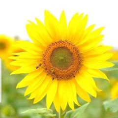 Profile Picture of debbiesurfacefeat (@debbiesurfacefeat) on Tiktok