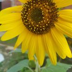 Profile Picture of Sheldon Willis (@shenice.willis) on Instagram