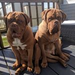 Profile Picture of debra mills (@debrageorgemildreddogdebord) on Instagram