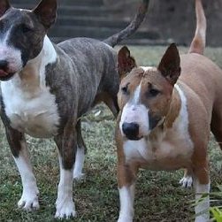 Profile Picture of Stephen Raff (@stephen_raff) on Twitter