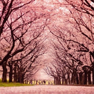 Profile Picture of Abby Chou (@abigalchou) on Twitter