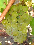 Profile Picture of Sauvignon blancon Wikipedia