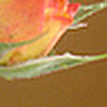 Profile Picture of Luz do Sol Angel (@luzdosol.angel) on Flickr