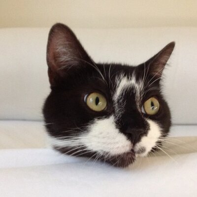 Profile Picture of Monique Lemieux (@MoniqueLemieux) on Twitter