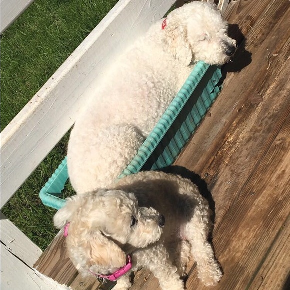 Profile Picture of Jessenia Miranda (@jdog2) on Poshmark