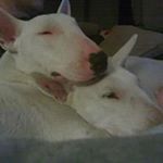 Profile Picture of joseph tucciarone (@josephtucciarone) on Instagram