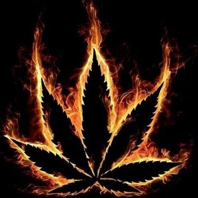 Profile Picture of Mimi Friedman (@indicamunchkin) on Twitter