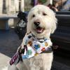 Profile Picture of Hubble (@@thehelpinghubble) on Tiktok