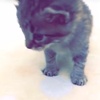 Profile Picture of AndrewFalcon3 (@@andrewfalcon3) on Tiktok