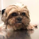 Jim Milner - Instagram Profile Picture of Jim Milner (@jimthephoneguy) on Instagram