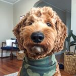 Profile Picture of R A N D Y 💛 (@randy.doodle.dandy) on Instagram