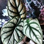 Profile Picture of Shannon Chalmers (@chalmersshannon) on Instagram