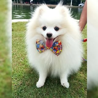 Profile Picture of Benjamin 🐾 (@spitz_benjamin) on Instagram