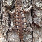 Profile Picture of Jeff McAfee (@mcafeeridge) on Instagram