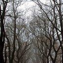 Profile Picture of David Calkins (@88keyman) on Pinterest