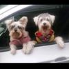 Profile Picture of Brandy y Ron (@@brandyyron) on Tiktok