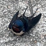 Profile Picture of Leo Shing (@shingleo) on Instagram