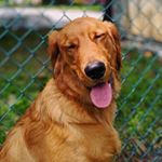 Profile Picture of Bennett The Golden 🐶 (@bennettsbackyard10) on Instagram