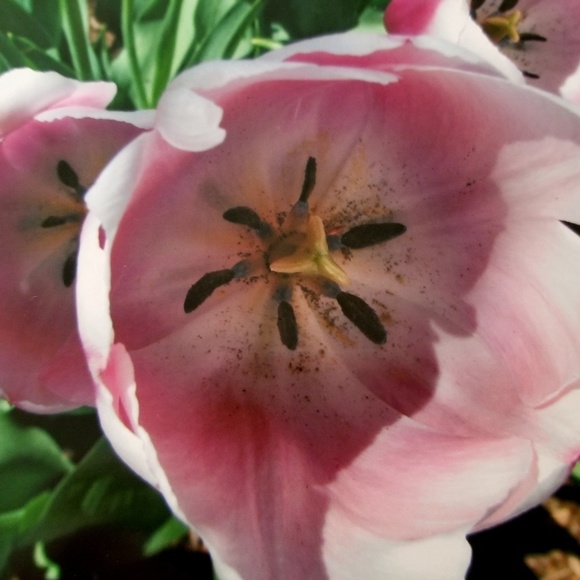 Profile Picture of Molly Eshenaur (@mme0413) on Poshmark