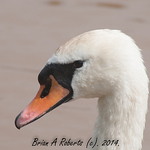 Profile Picture of Brian A Roberts Photography (@brian a roberts photography) on Flickr
