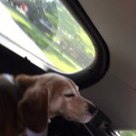 Profile Picture of Buddy John Ingram (@buddy___thedog) on Instagram