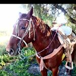 Profile Picture of Pedro landeros Valadez (@pedrolanceros) on Instagram