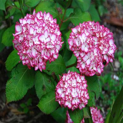 Profile Picture of Camtuhuynh (@camtuhuynh3) on Twitter