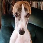 Profile Picture of James Leakey (@leakeyjames) on Instagram