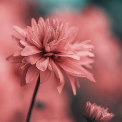 Profile Picture of Barbara Engelen (@barbara_engelen) on Twitter