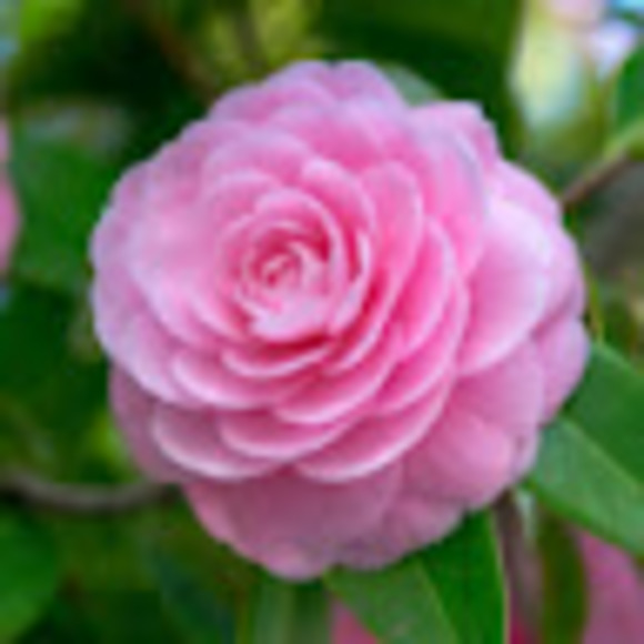 Profile Picture of Tamara Turner vega (@tamaraturnerveg) on Poshmark