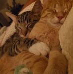 Profile Picture of Cynthia Dirksen (@Cynthia-Dirksen) on Facebook