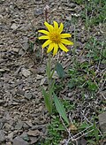 Profile Picture of Arnica angustifoliaon Wikipedia