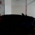 Profile Picture of Ariana Campbell (@ariana_campbell_) on Instagram