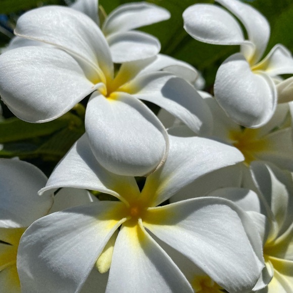 Profile Picture of Lana Heick (@lanaheick) on Poshmark