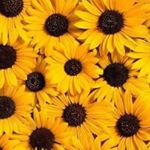 Profile Picture of Erika Govea (@erika.govea.370) on Instagram