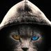 Profile Picture of Fox Xie (@foxie.foxie.739) on Facebook