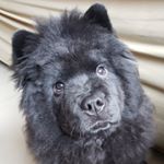 Profile Picture of Ivy (@ivy_chowchow_) on Instagram