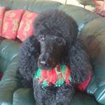 Profile Picture of Kate Riggs (@riggs9549) on Instagram