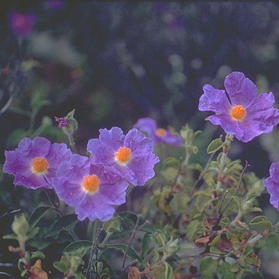 Profile Picture of - (@AlexShearer_SND) on Twitter