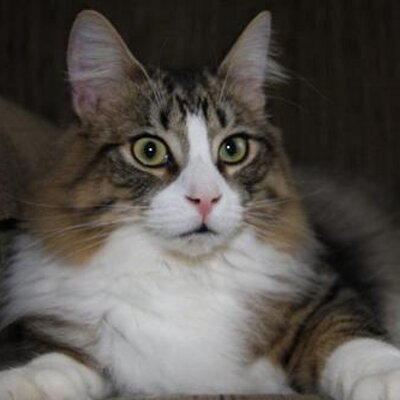 Profile Picture of Monique Dumont (@MoniqueDumont2) on Twitter