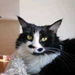 Profile Picture of Jake, Piper, Oreo, and Mercy (@meowfamilyy_) on Instagram