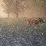 Profile Picture of Tanner Wiedebush (@trapperman99) on Instagram