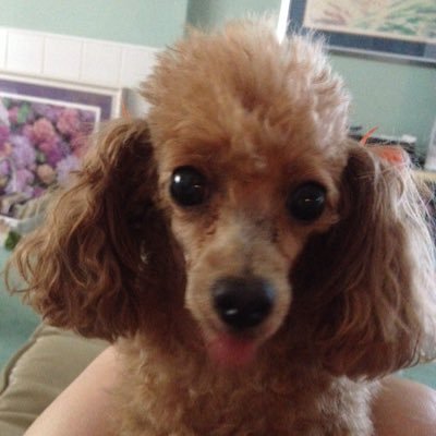 Profile Picture of Linda Duhon Rogers (@duhon_rogers) on Twitter