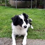 Profile Picture of Michael Scahill (@killadreenan) on Instagram