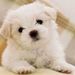 Profile Picture of adrian lora rosario (@adrianlorarosario) on Pinterest