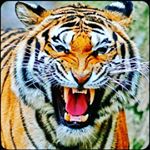 Profile Picture of Syed Parvez (@parvez7789) on Instagram