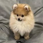 Profile Picture of Sony's daily life❤🐶😘He (@shivasharifinia6582) on Instagram