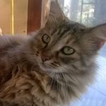 Profile Picture of Daniela Flamini (@daniela.flamini.12) on Instagram